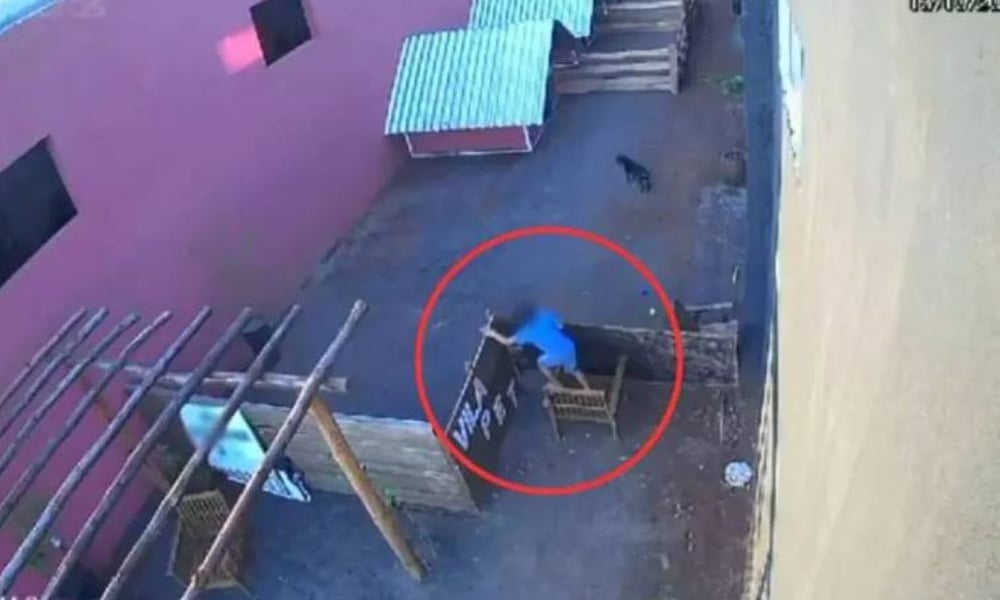 9-year-old child invades veterinary hospital and kills 23 animals in ...